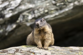 Alpine marmot (Marmota marmota) youngster in autumn, Grossglockner, High Tauern National Park,