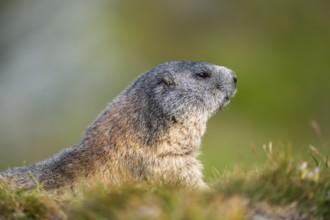 Alpine marmot (Marmota marmota) in autumn, Grossglockner, High Tauern National Park, Austria,