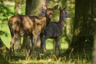 Red deer (Cervus elaphus), two hinds standing in the shade of large trees in a quiet forest,