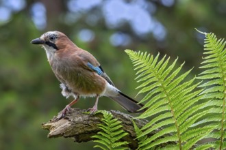 Eurasian jay, European jay (Garrulus glandarius, Corvus glandarius) perched on tree branch with