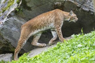 Eurasian lynx (Lynx lynx) under a huge rock, Austria, Europe