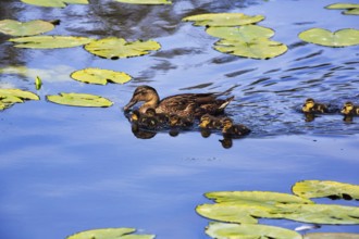 Mallard duck with chicks, swimming on a pond, lily pads, Dune Island, Heligoland,
