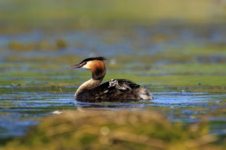 A great crested grebe in relaxed surroundings on a green lake, Great crested grebe, (Podiceps