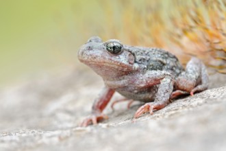 Predominantly nocturnal... Northern midwife toad (Alytes obstetricans) perfectly camouflaged,