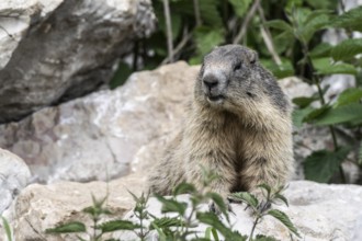 Marmot (Marmota marmota), Monte Baldo, Italy, Europe