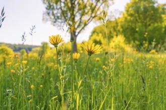 Yellow flowers on a sunny meadow under trees, Gechingen, Hecken and Gäu region, district of Calw,