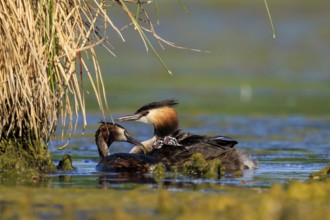 A great crested grebe lovingly cares for another bird at the water's edge in the reeds, Great