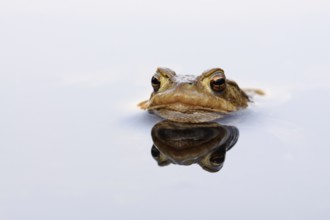 Patient toad... Common toad (Bufo bufo), male common toad patiently waiting for a female during the