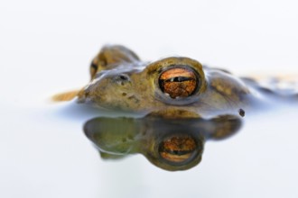 Toad eyes... Common toad (Bufo bufo), male toad waiting in spawning waters for a female ready to
