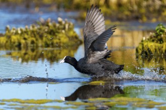 Eurasian Coot with spread wings sprinting through the water, plants and reflection in the