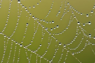 Spider web with dew drops, morning dew
