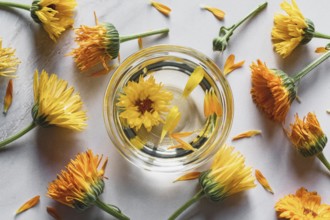 Homemade Calendula infused oil in a bowl, marigold flowers on white background, herbal medicine