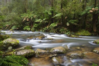 The popular Hopetoun Falls and surrounds after fierce winter storms near Lorne, Victoria,