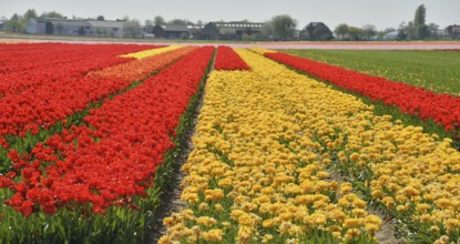 Colourful tulip fields are a tourist attraction in the Netherlands during the tulip blossom season,