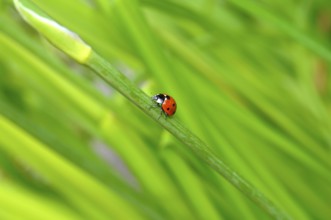 Ladybirds on daylily leaves in the garden