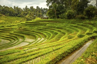 View of the rice terrace in Blimbing and Pupuan. Beautiful hilly fields in the tropical forest of