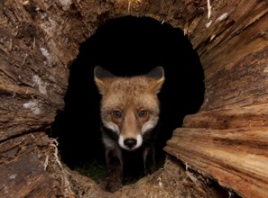 Red fox (Vulpes vulpes) peering into hollow tree trunk