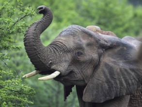 Close-up of an African elephant (Loxodonta africana) in Amakhala Game Reserve, Eastern Cape, South
