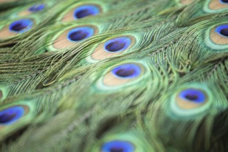 Peacock feather close up macro. Wroclaw, Poland, Europe