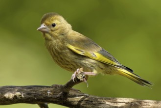 Juvenile greenfinch