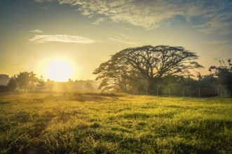 Photo of morning mist and greenery at sunrise in Maprik in Papua New Guinea. In this region, one