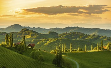 South styria vineyards landscape, near Gamlitz, Austria, Europe. Grape hills view from wine road in