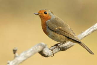 Robin
