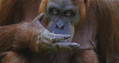 Orang Utan (pongo pygmaeus), Female eating