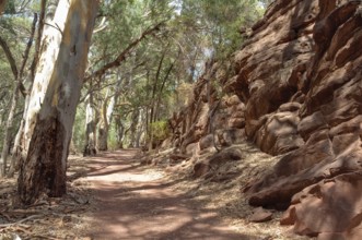 On the Wangara Lookout hike in the Flinders Ranges, Wilpena Pound, SA, Australia, Oceania