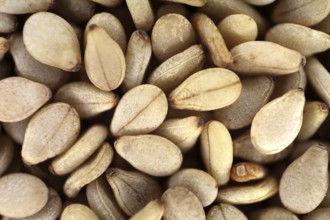 A macro photo of sesame seeds