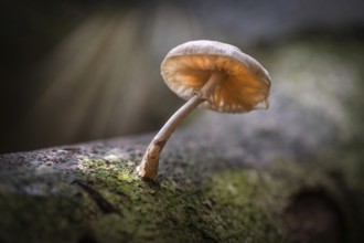 Mushroom on a fallen tree in the autumn sun in a forrest in the east of the Netherlands