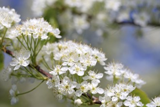 White flowers of Prunus tree close up at spring. Macro image, suitable for backgrounds