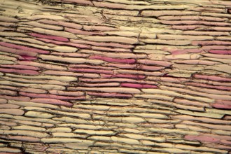 Onion cells under the microscope