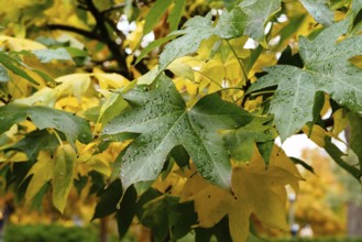 Background of multicolored leaves in morning light. Colorful autumn leaves background