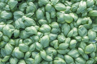 Fresh basil. Green basil. Green basil Food background. A lot of basil