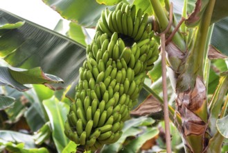 Banana bunch at the banana plantation platano of Tenerife, Canary islands