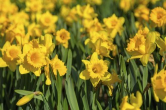 Yellow daffodil flowers blooming in spring close-up