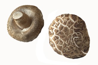 Two shiitake mushrooms, cut-out. Shiitake mushrooms, cut-out