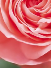 Abstract macro shot of beautiful pink rose flower. Floral background with soft selective focus,