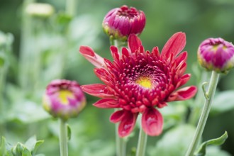 Chrysanths in flower bed in garden
