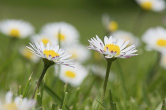 Common white daisies in green grass