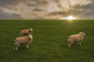 Sheep on the dyke Friesland