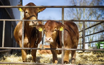 Cow with her calf in a barn in Schleswig Holstein, 2019