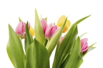 Bouquet of fresh tulips. Isolate on white background