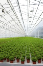 Interior of a greenhouse with many Bamboo plants