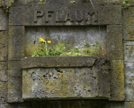 Germany, Berlin, 09.04.2024, Weißensee Jewish Cemetery, tree trunk, Pflaum gravesite, dandelion,