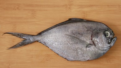 A silver atlantic pomfret or brama brama fish displayed on a wooden surface, highlighting its