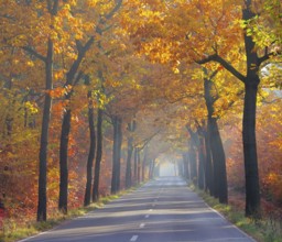 Avenue in autumn, avenue in fall 26
