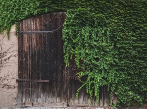 Rustic image with a vintage wooden door half covered with green ivy