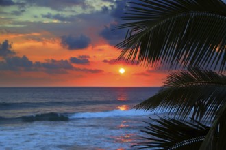 Beautiful sea sunset and palm leaves on foreground